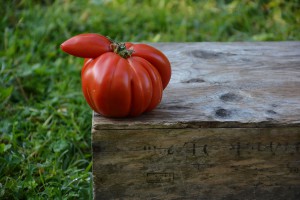 La tomate insolente Genève       
